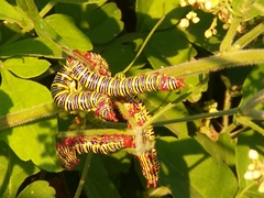 Didugua argentilinea