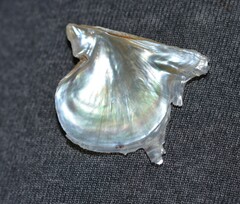 Pinctada imbricata