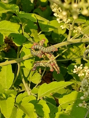 Didugua argentilinea