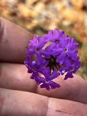 Glandularia aristigera