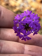 Glandularia aristigera