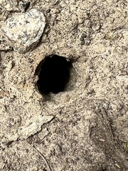 Portacosa