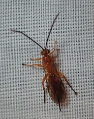 Theronia