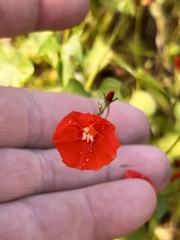 Ipomoea hederifolia