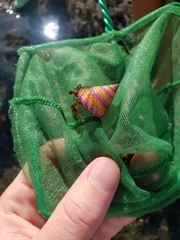 Calliostoma annulatum