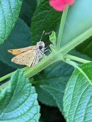 Hesperiinae