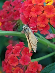 Hesperiinae