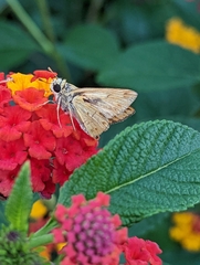 Hesperiinae