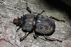 Ryssonotus nebulosus