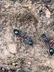 Camponotus intrepidus