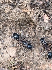 Camponotus intrepidus