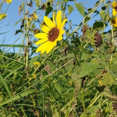 Helianthus annuus