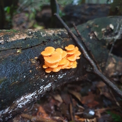 Favolaschia claudopus