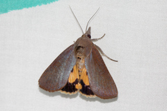 Hypocala deflorata