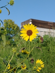 Helianthus annuus