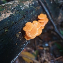 Favolaschia claudopus