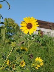 Helianthus annuus