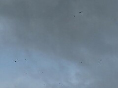 Hirundo rustica