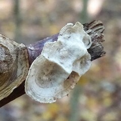 Trametes conchifer