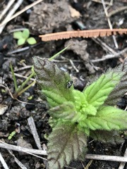 Bellardia viscosa