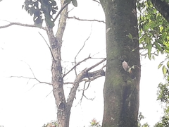 Pycnonotus aurigaster