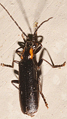 Rhagonycha angulata