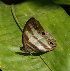 Pareuptychia hesionides
