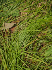 Carex trisperma