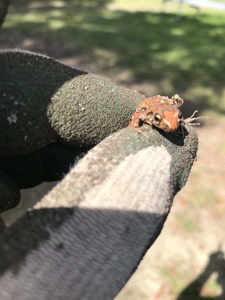 Greenhouse Frog from E Southport Rd, Kissimmee, FL, US on October 18 ...