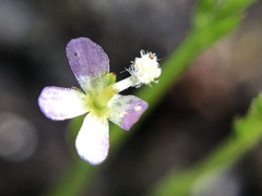 Stylidium despectum