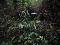 Nepenthes rafflesiana