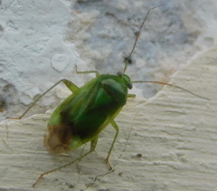 Apolygus spinolae