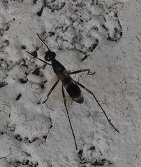 Taeniaptera trivittata