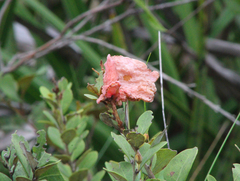 Lyonia fruticosa