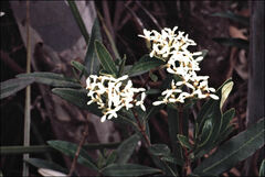 Olearia viscosa