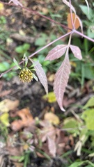 Bidens frondosa
