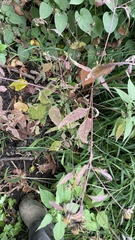 Bidens frondosa