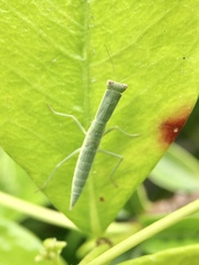 Orthodera ministralis