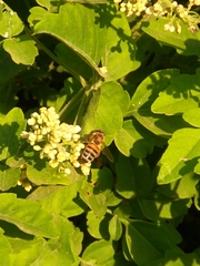 Apis mellifera