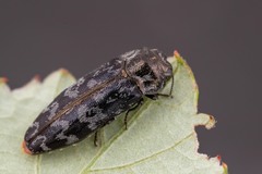 Coraebus rubi