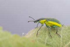 Chlorophanus viridis