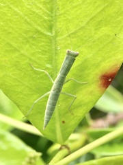 Orthodera ministralis