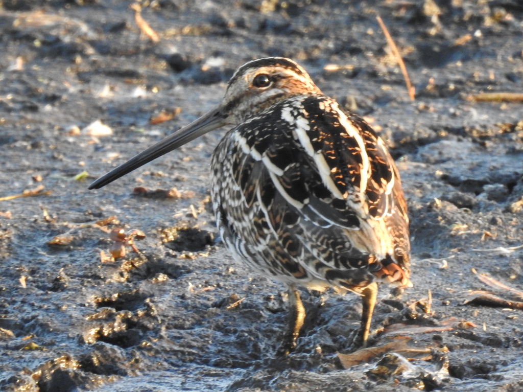 Wilson's Snipe from Tippecanoe County, IN, USA on October 20, 2022 at ...