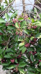 Ardisia squamulosa