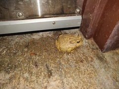 Anaxyrus microscaphus