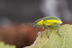 Chlorophanus viridis