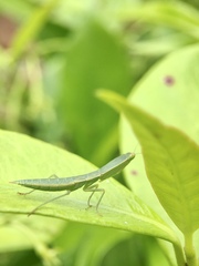 Orthodera ministralis