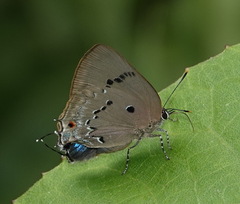 Parrhasius polibetes