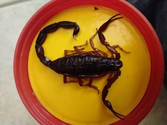 Centruroides gracilis