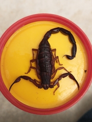 Centruroides gracilis